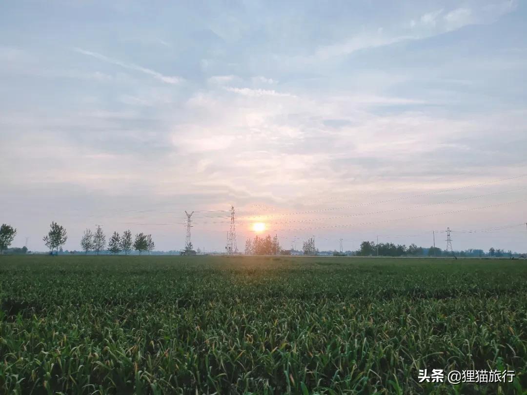 邳州大蒜今日价格，市场走势与产业深度分析