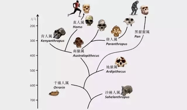 最新澳门资料,动态调整策略执行_精装版98.968