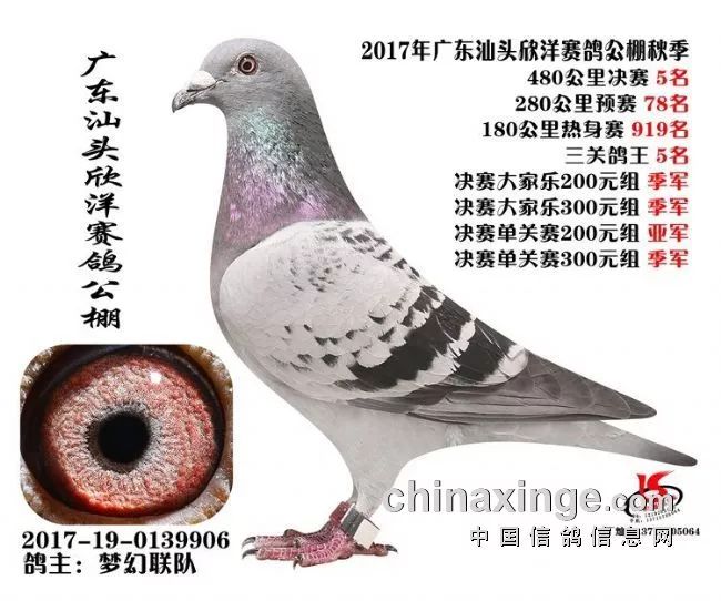 欣洋赛鸽公棚最新动态，引领赛鸽运动新风潮