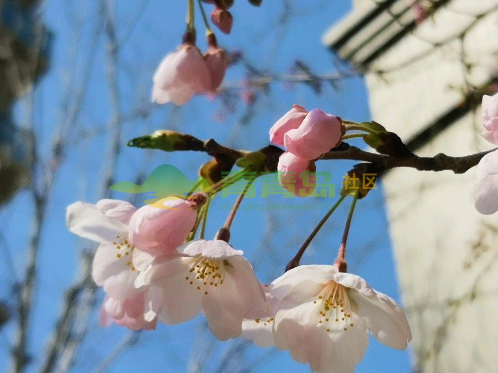 春暖花开时，文化与话题交融之美探索